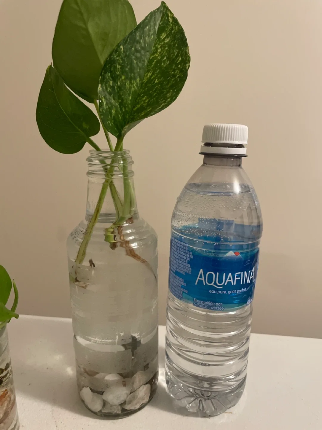 Pothos Plant Cuttings in Glass Vase image indicator(4)