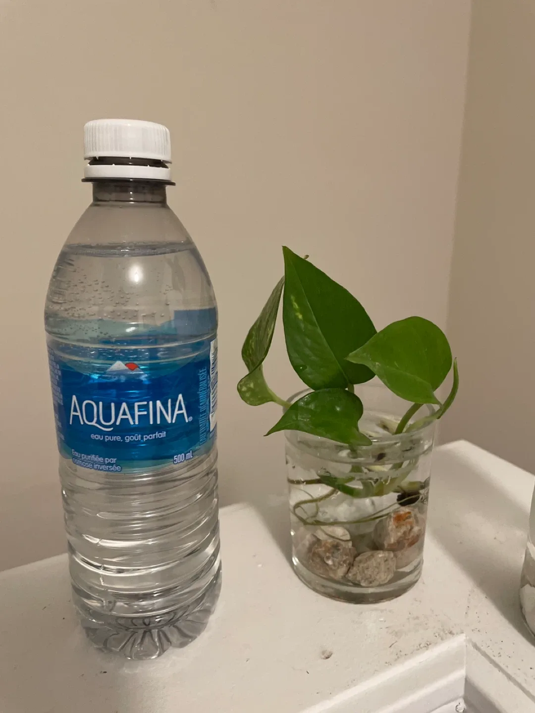 Pothos Plant Cuttings in Glass Vase image indicator(5)