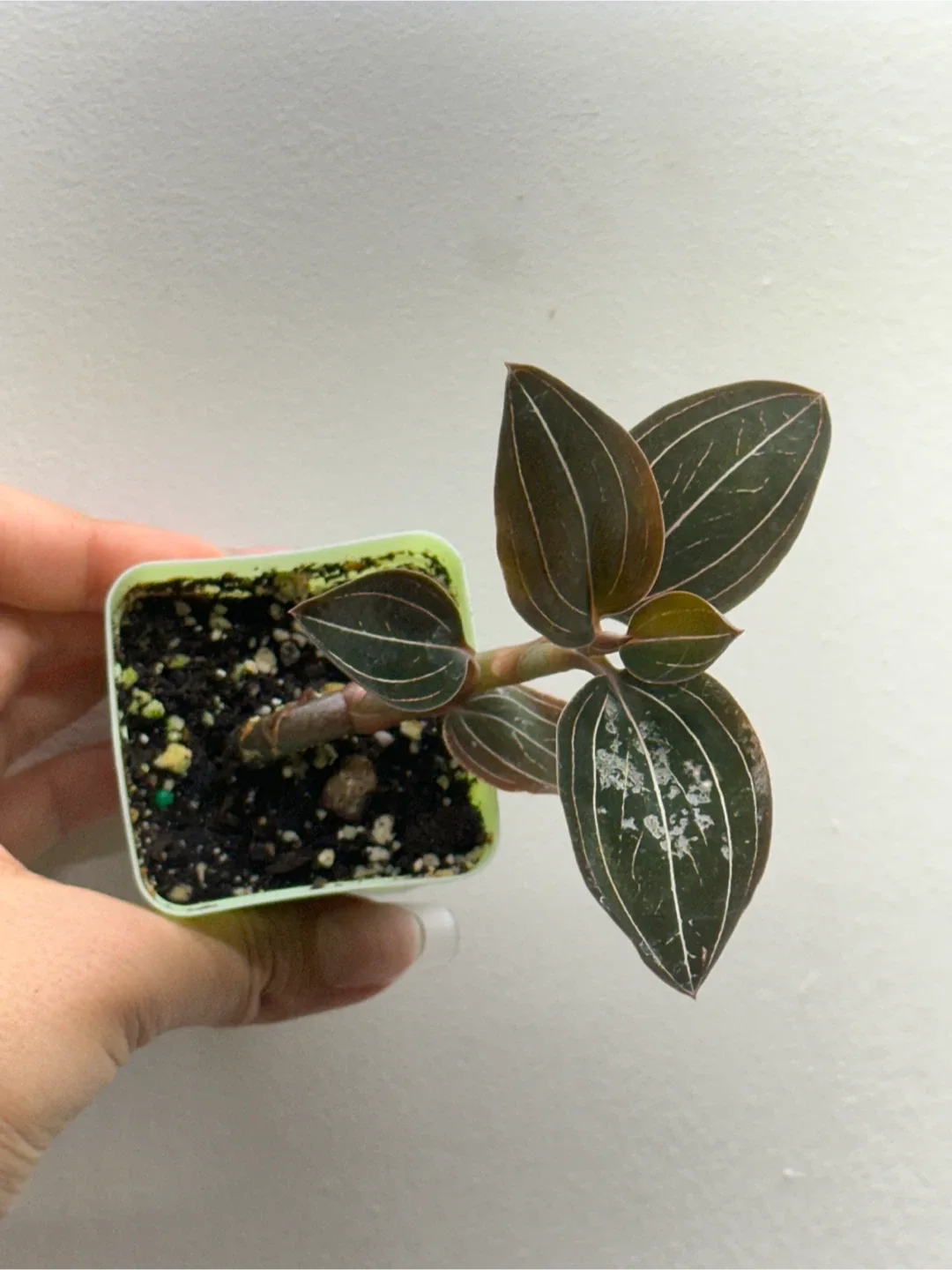 Ludisia Discolor Plant (Jewel Orchid) image indicator(3)