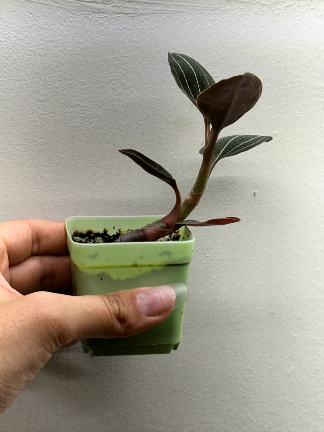 Ludisia Discolor Plant (Jewel Orchid) image indicator(2)