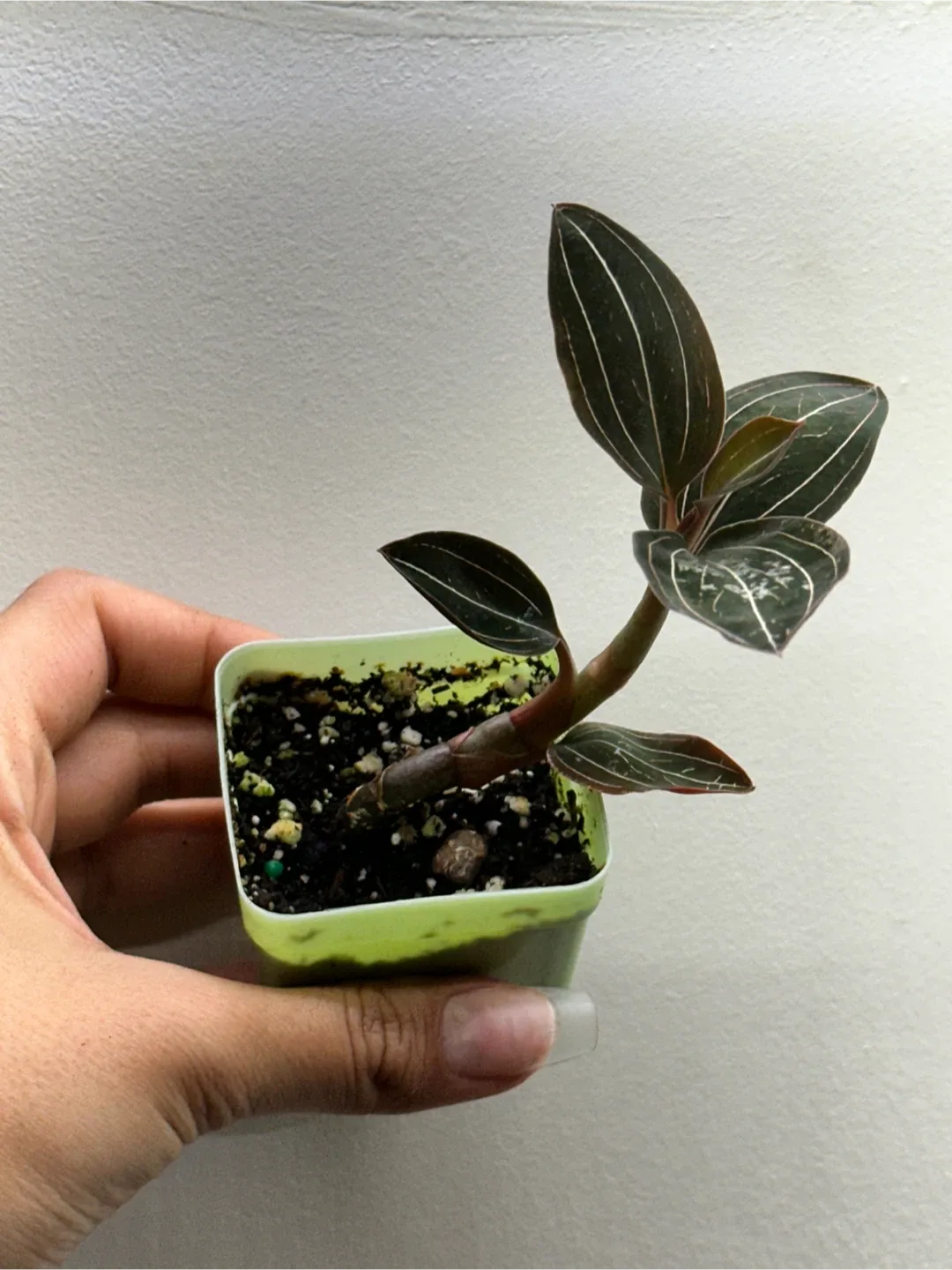 Ludisia Discolor Plant (Jewel Orchid) thumbnail