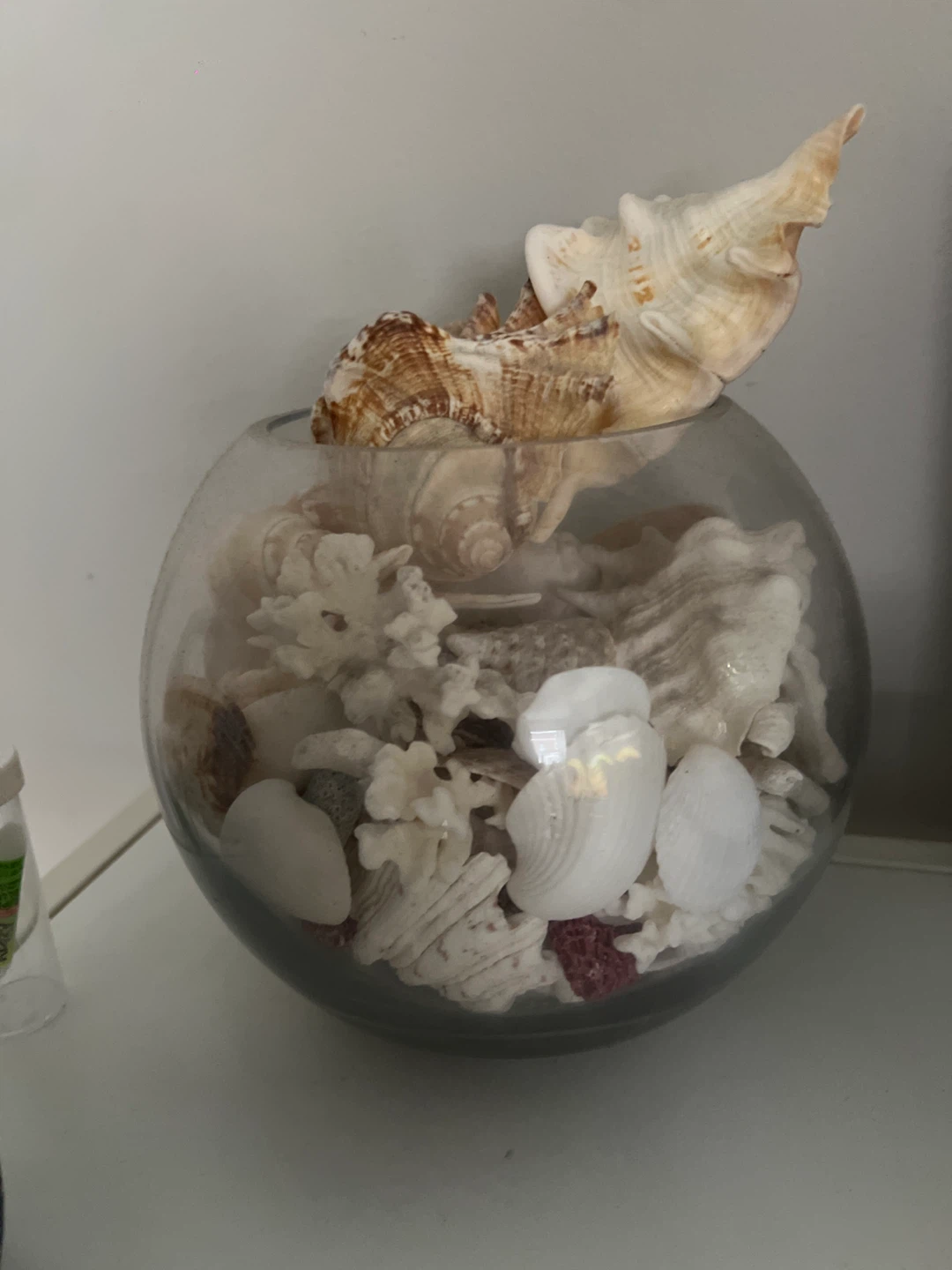 Seashells in Glass fish Bowl