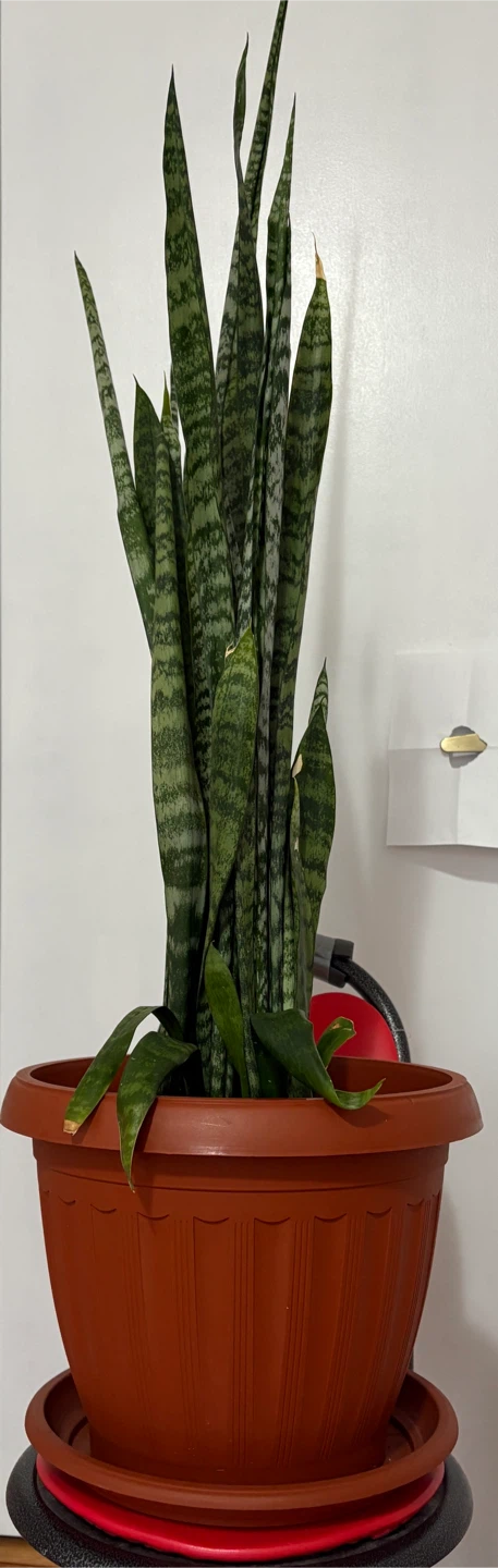 Snake Plant in 12” Brown Pot