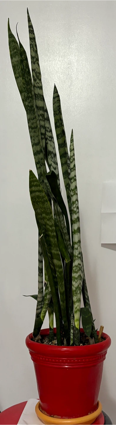 Snake Plant in 7” Red Pot