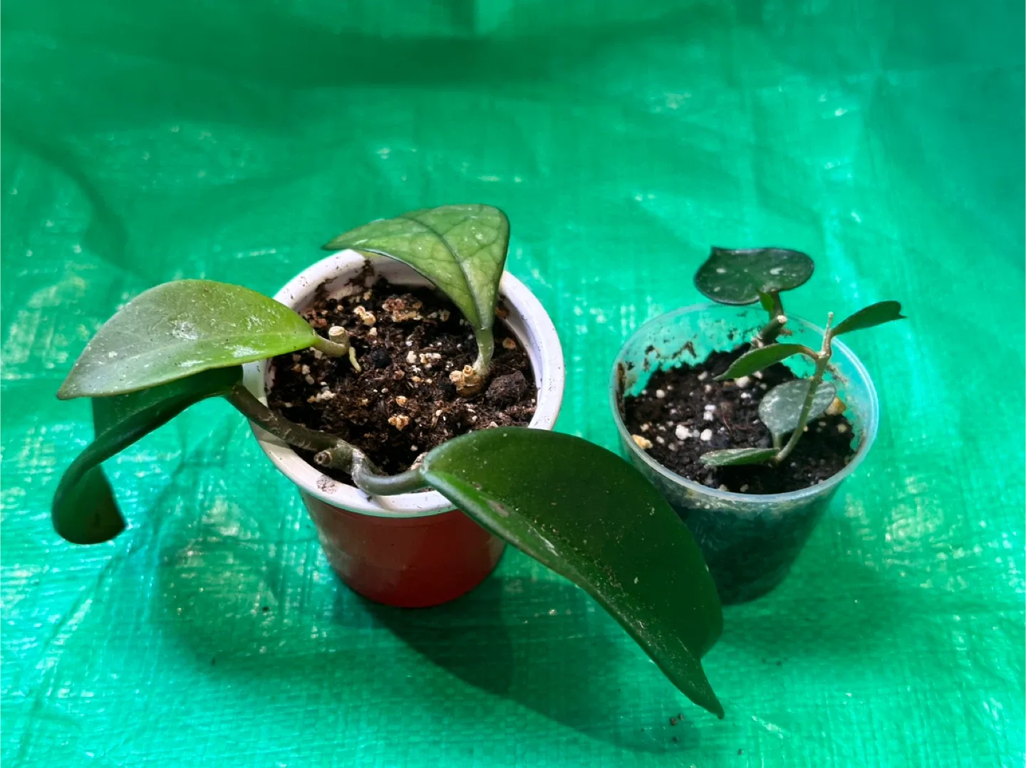 Hoya Bundle image indicator(2)