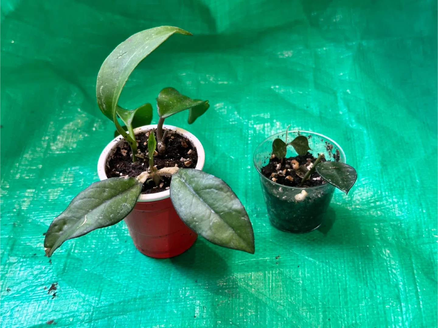 Hoya Bundle image indicator(4)