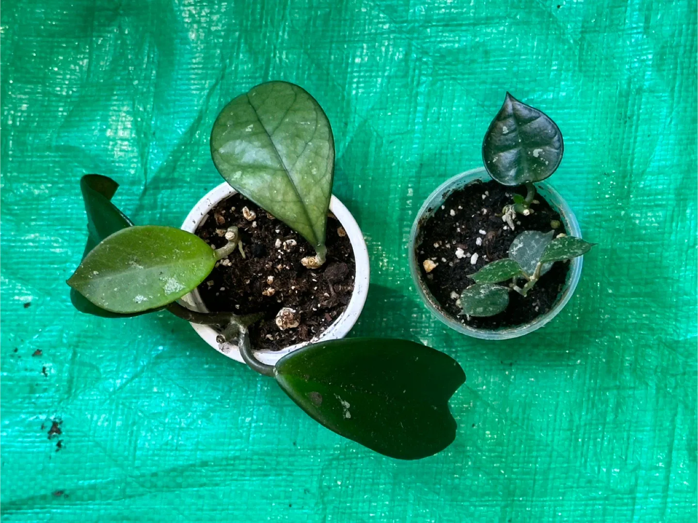 Hoya Bundle thumbnail