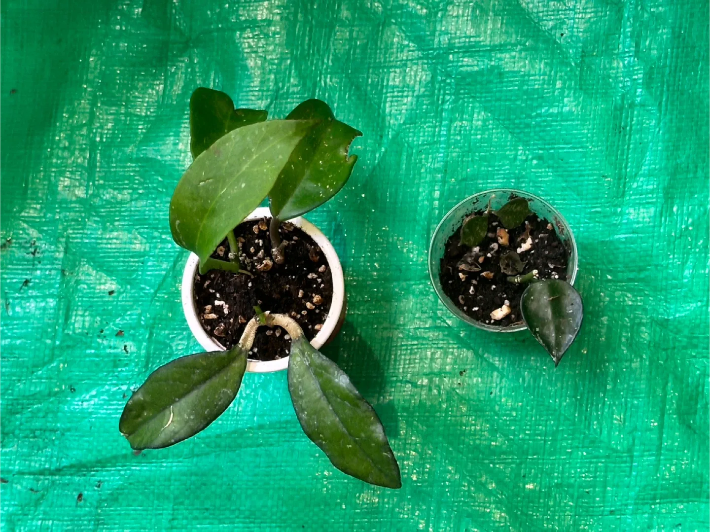 Hoya Bundle image indicator(3)