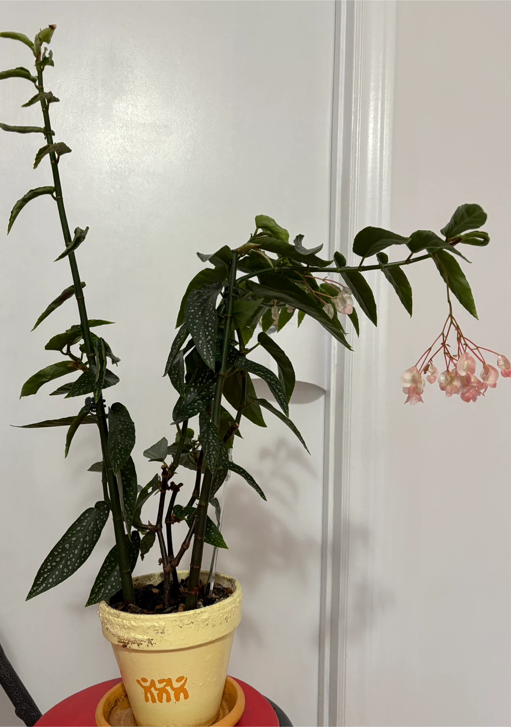Angel Wing Begonia with 6” Pot