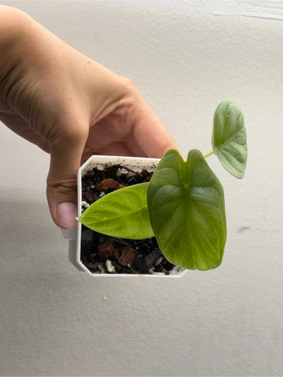 Alocasia Silver Dragon image indicator(2)