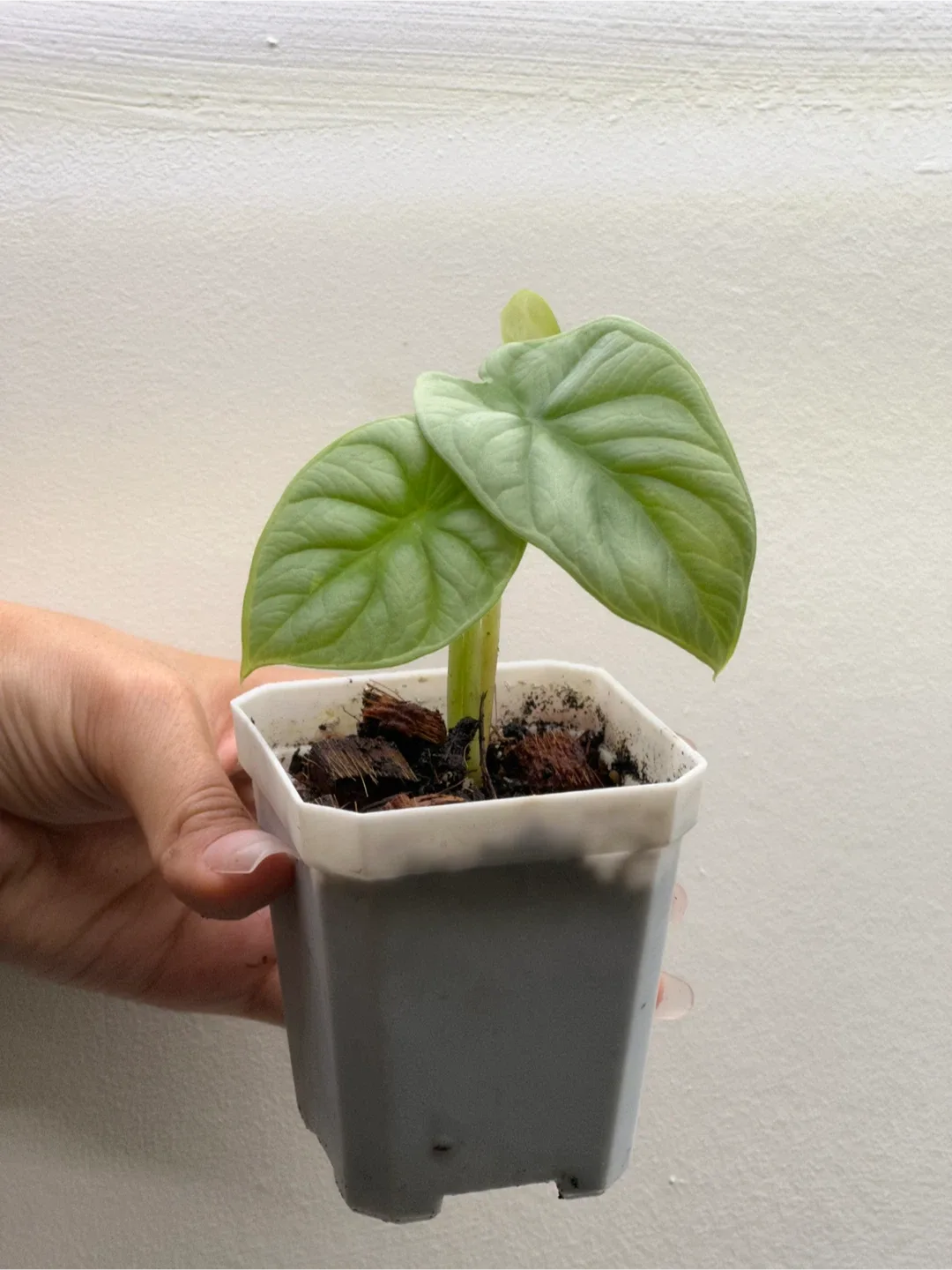 Alocasia Silver Dragon thumbnail