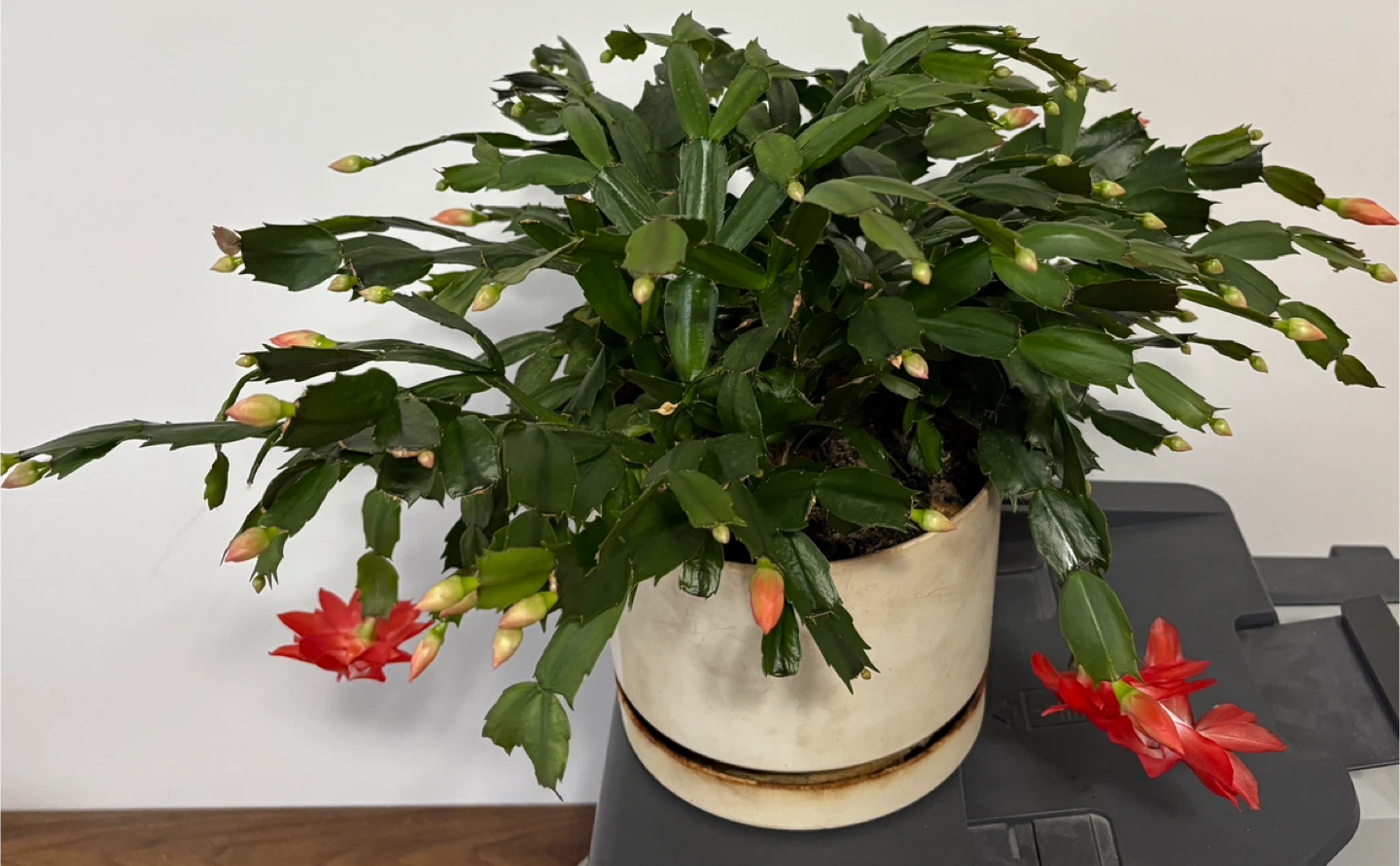 Christmas Cactus in Pot