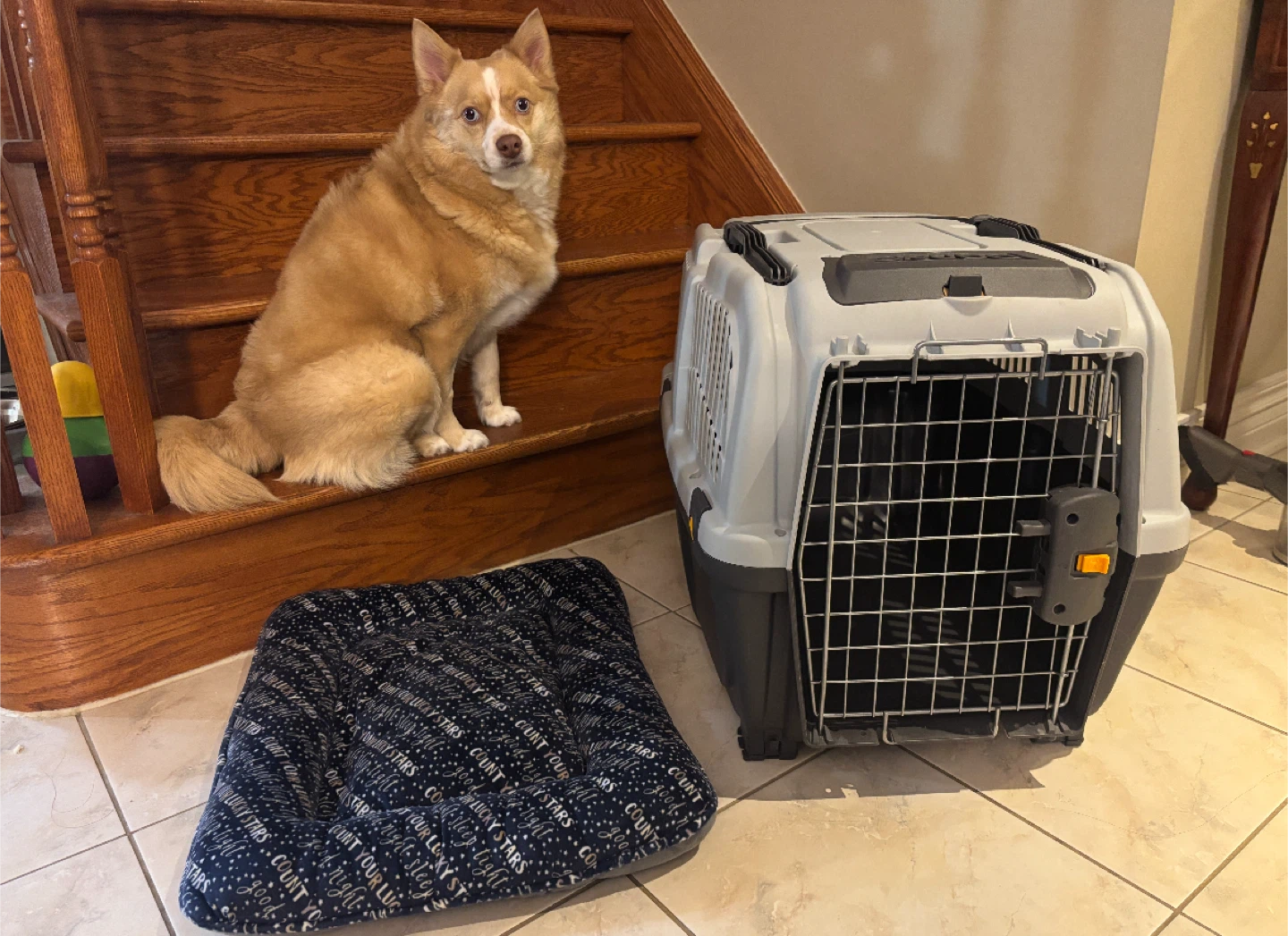Midwest Skudo Plastic Carrier, 27" Medium Dog Crate - photo 3