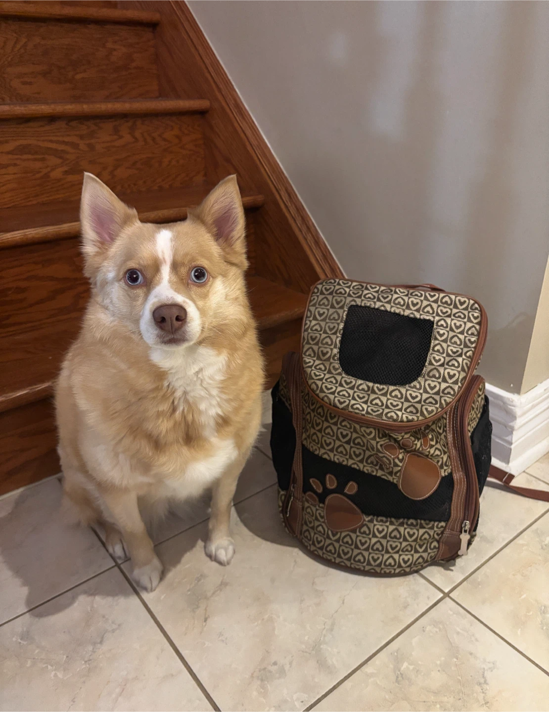 Pet Carrier Backpack