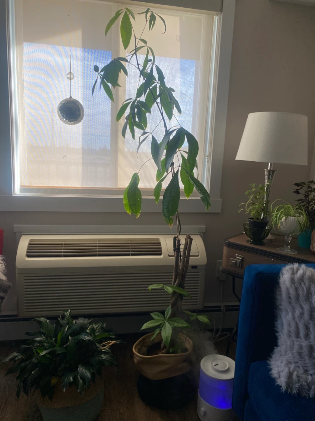 Money tree plant