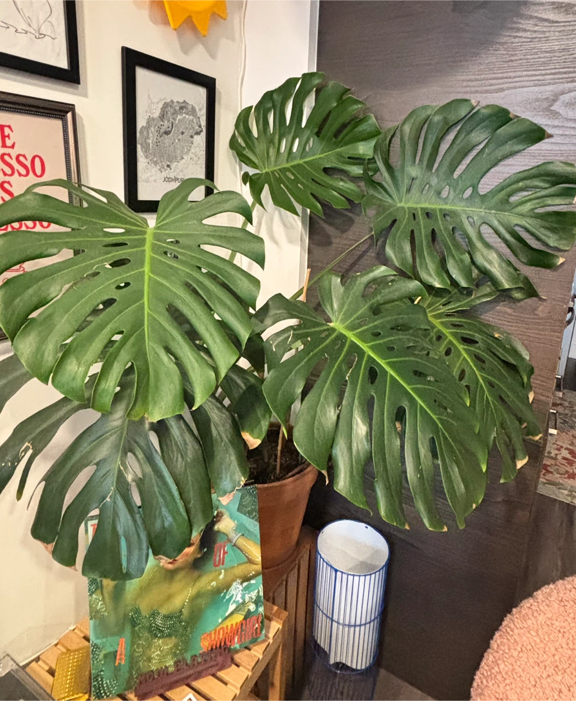 Monstera Plant