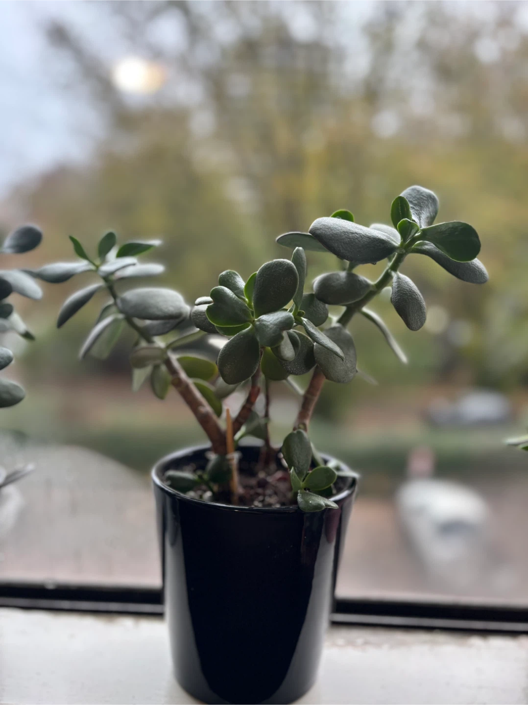 Jade Plant in Pot - photo 2