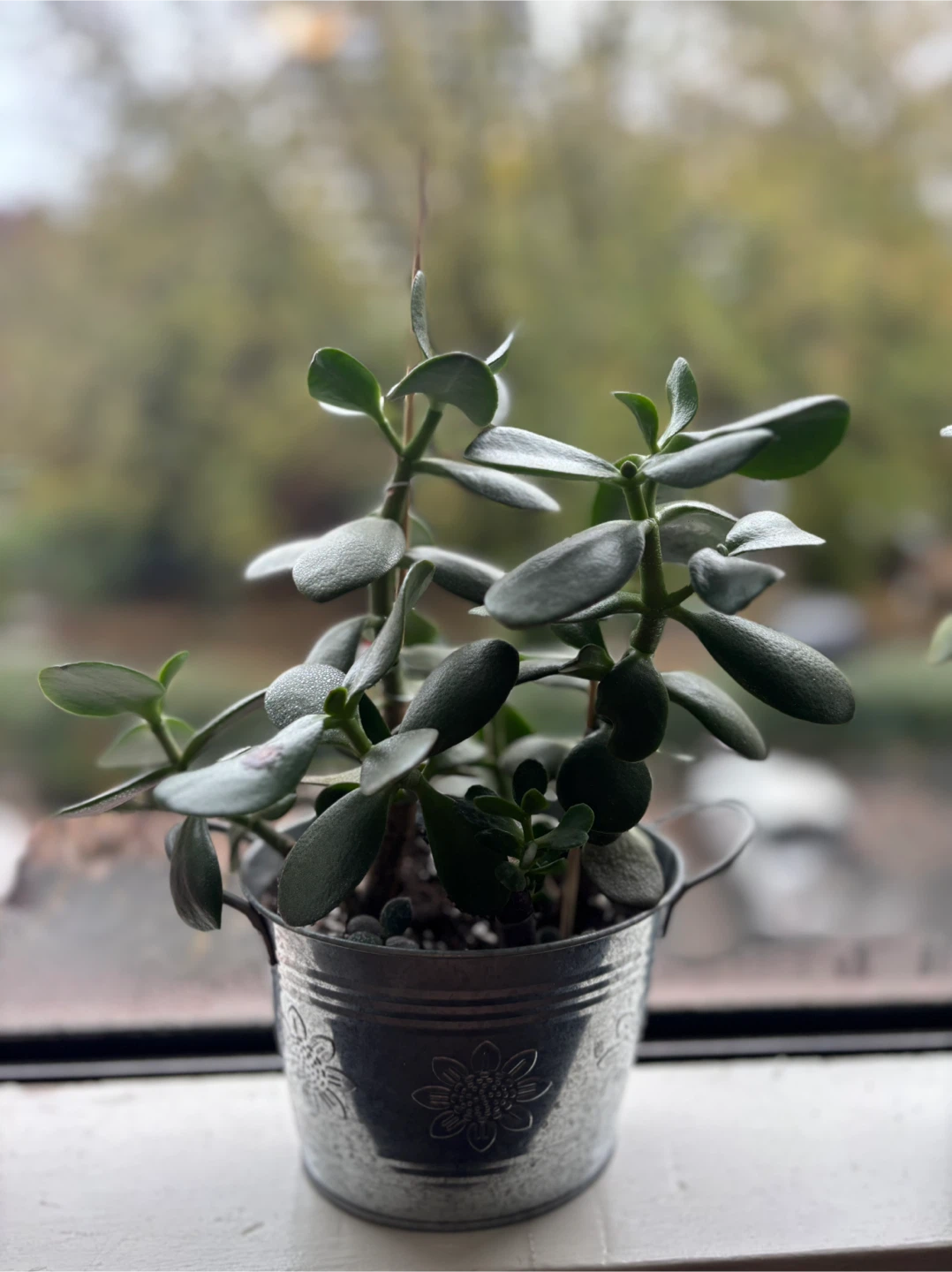 Jade Plant in Pot