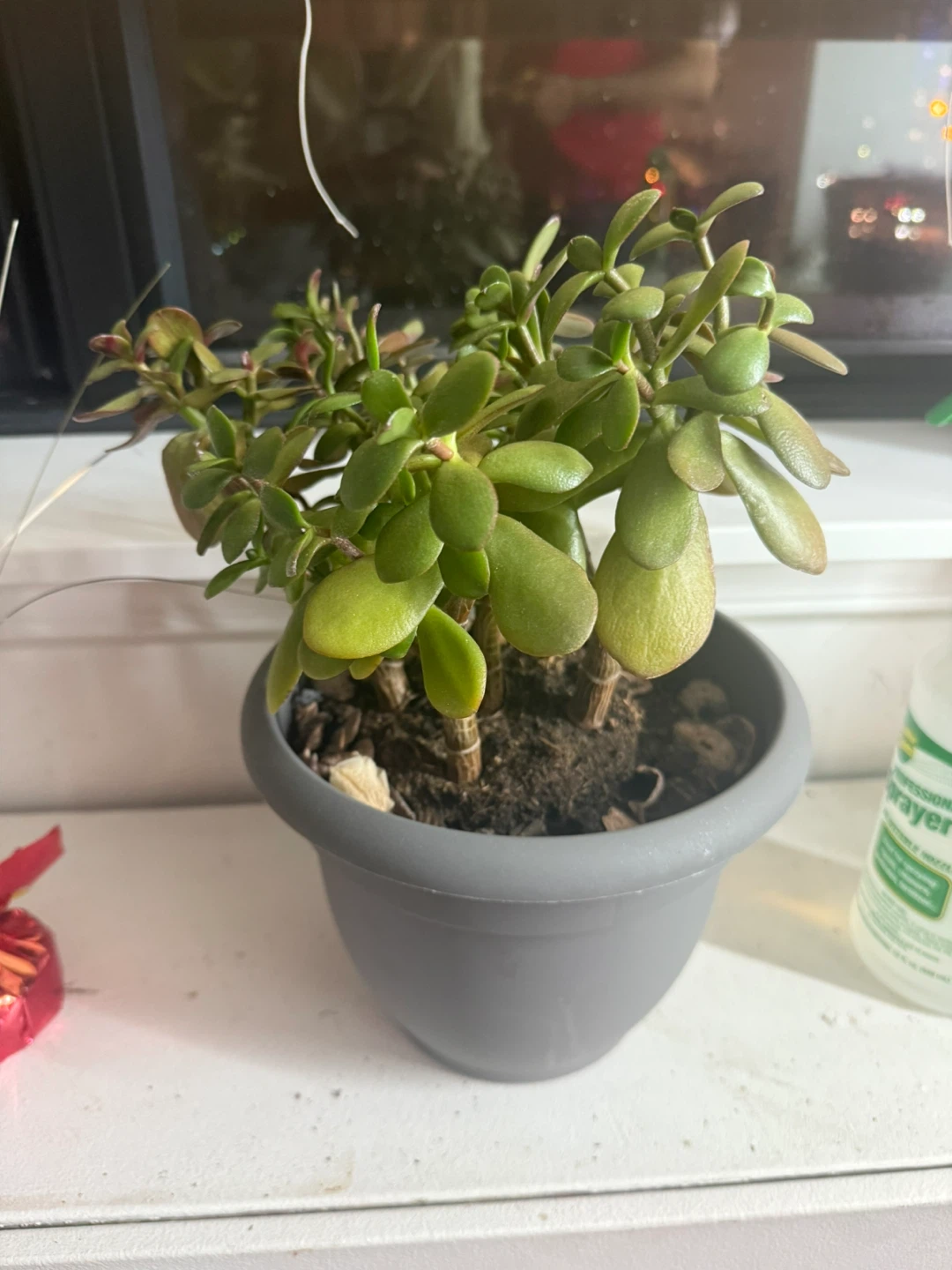 Jade Plant in Grey Pot - photo 2