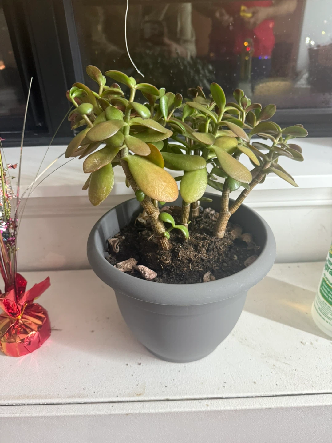 Jade Plant in Grey Pot