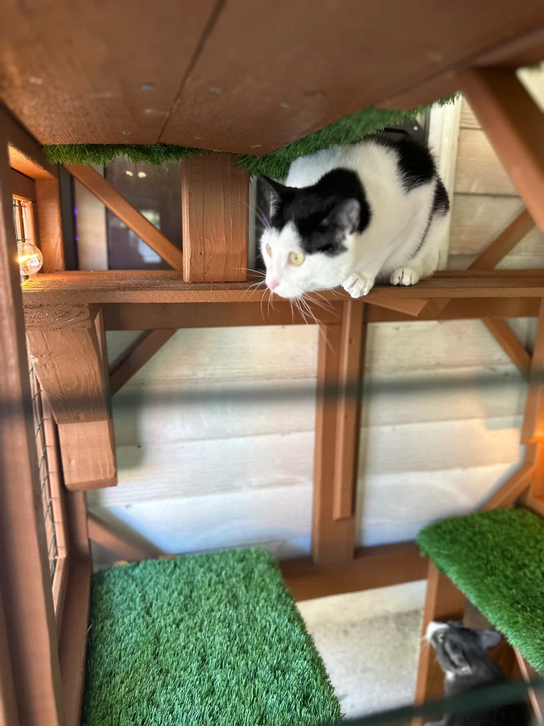 Luxury Catios & Towers 🐾 | Built to Last 10+ Years image indicator(8)