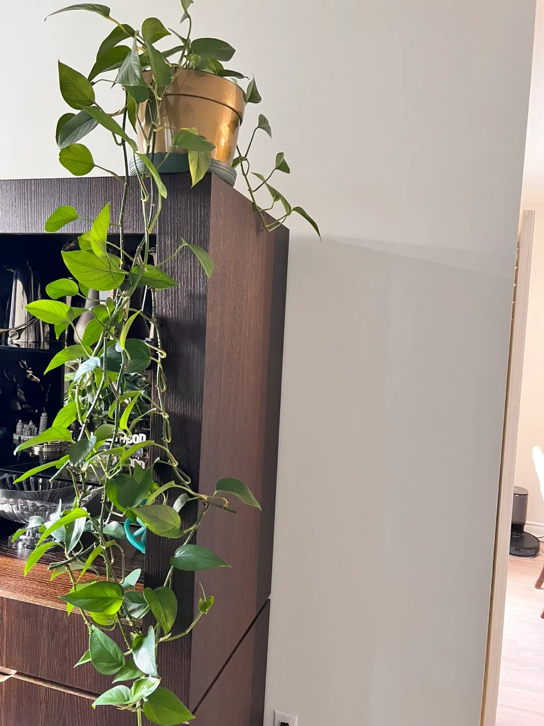 Potted Houseplant image indicator(2)