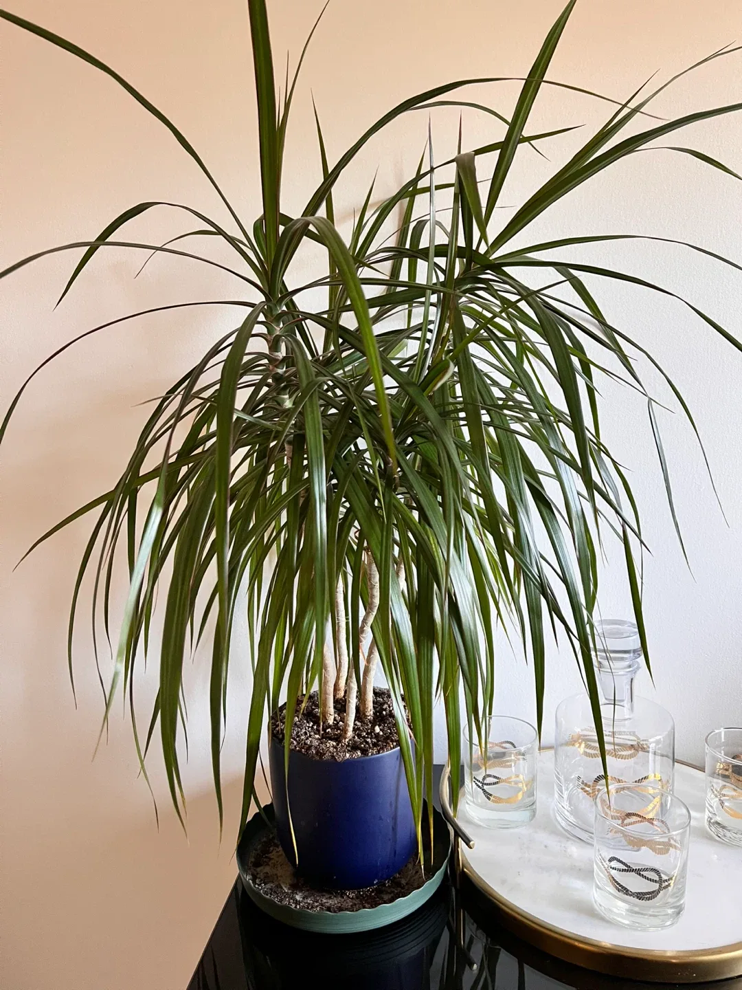 Potted Houseplant image indicator(3)