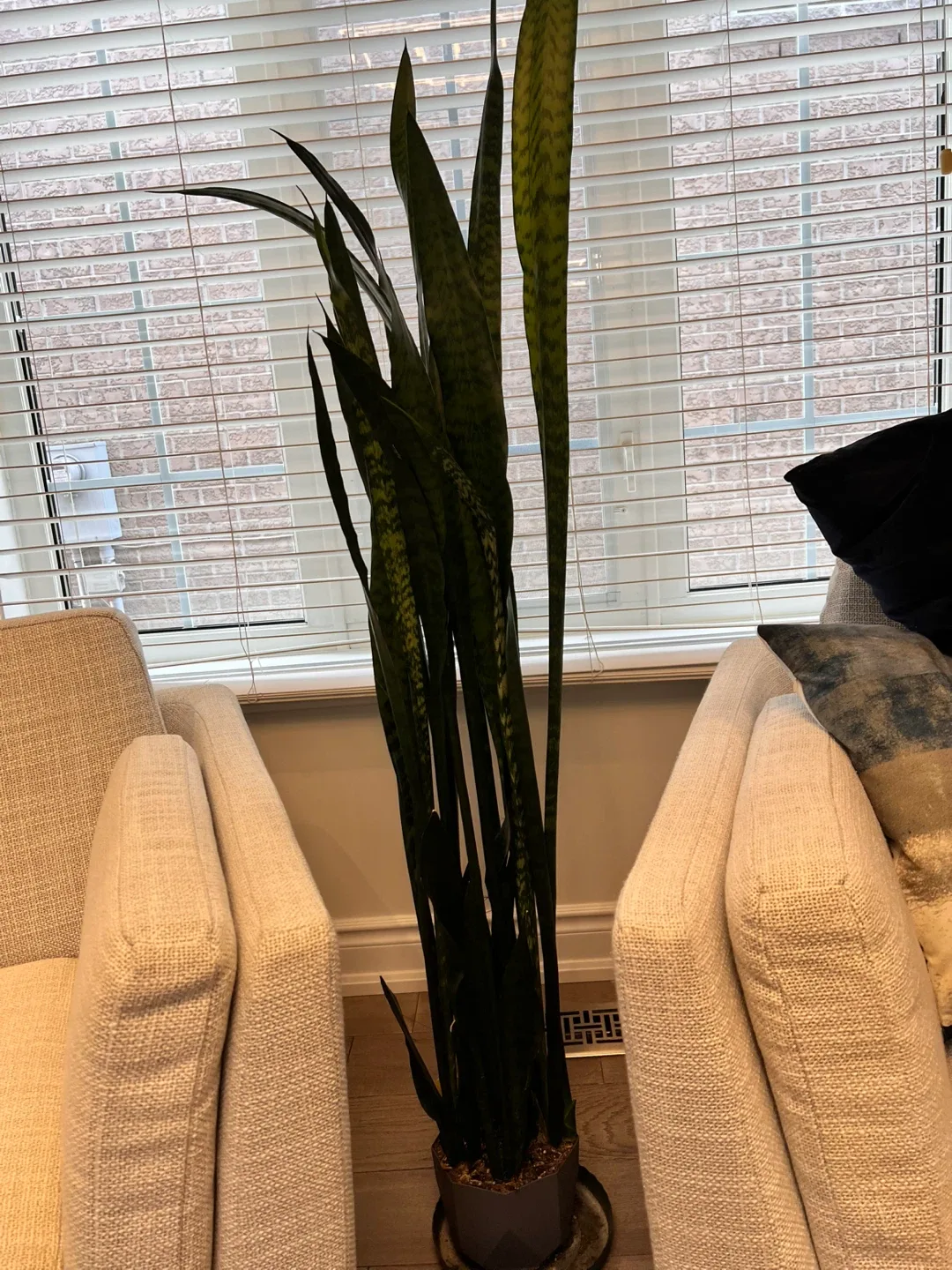 Potted Houseplant image indicator(4)