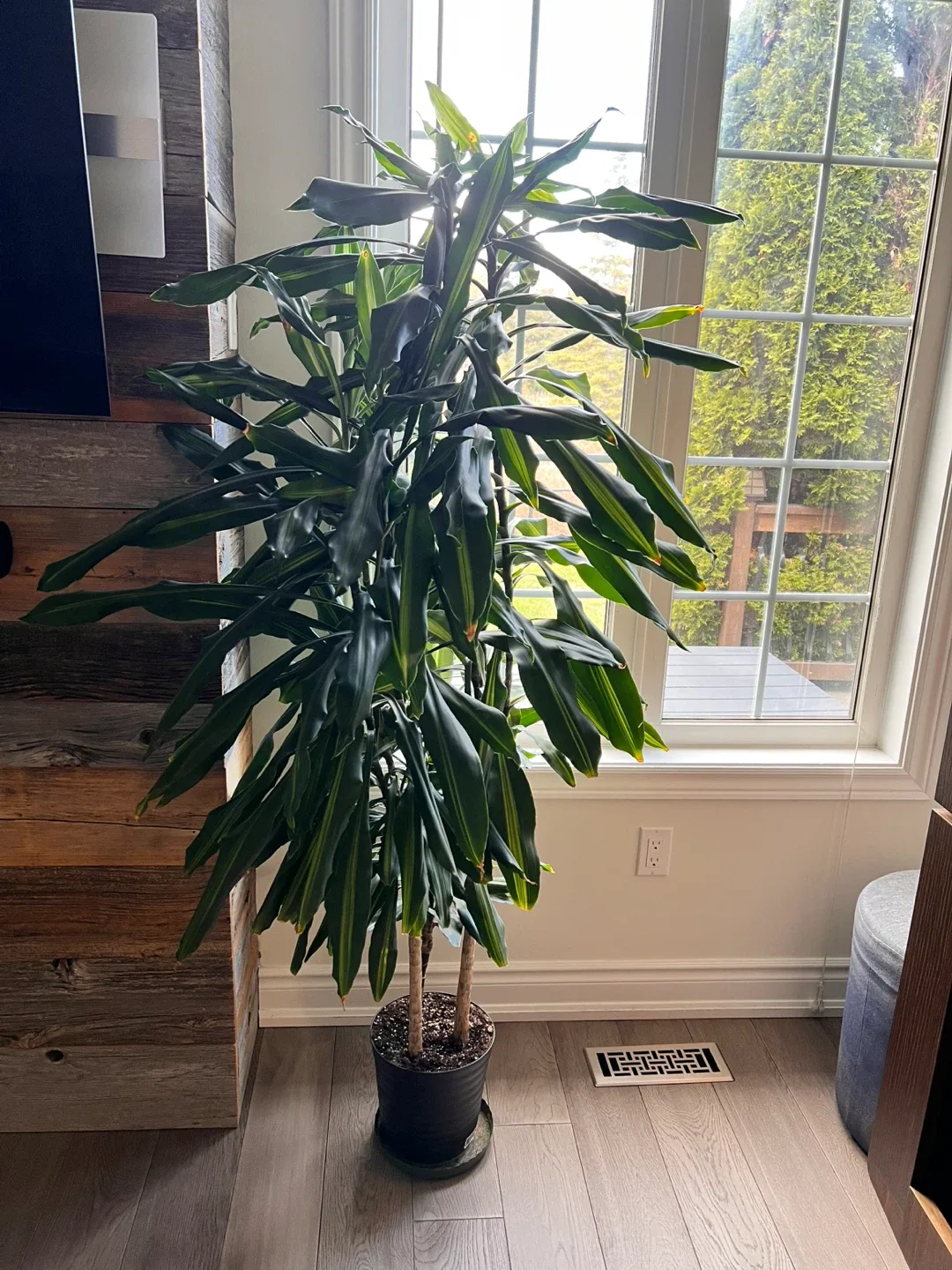 Potted Houseplant image indicator(5)