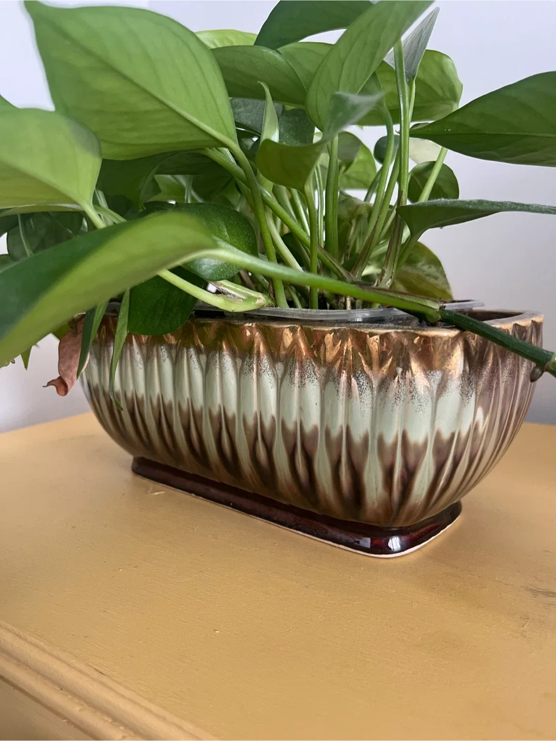 Golden Pothos Plant in Japanese Ceramic image indicator(5)