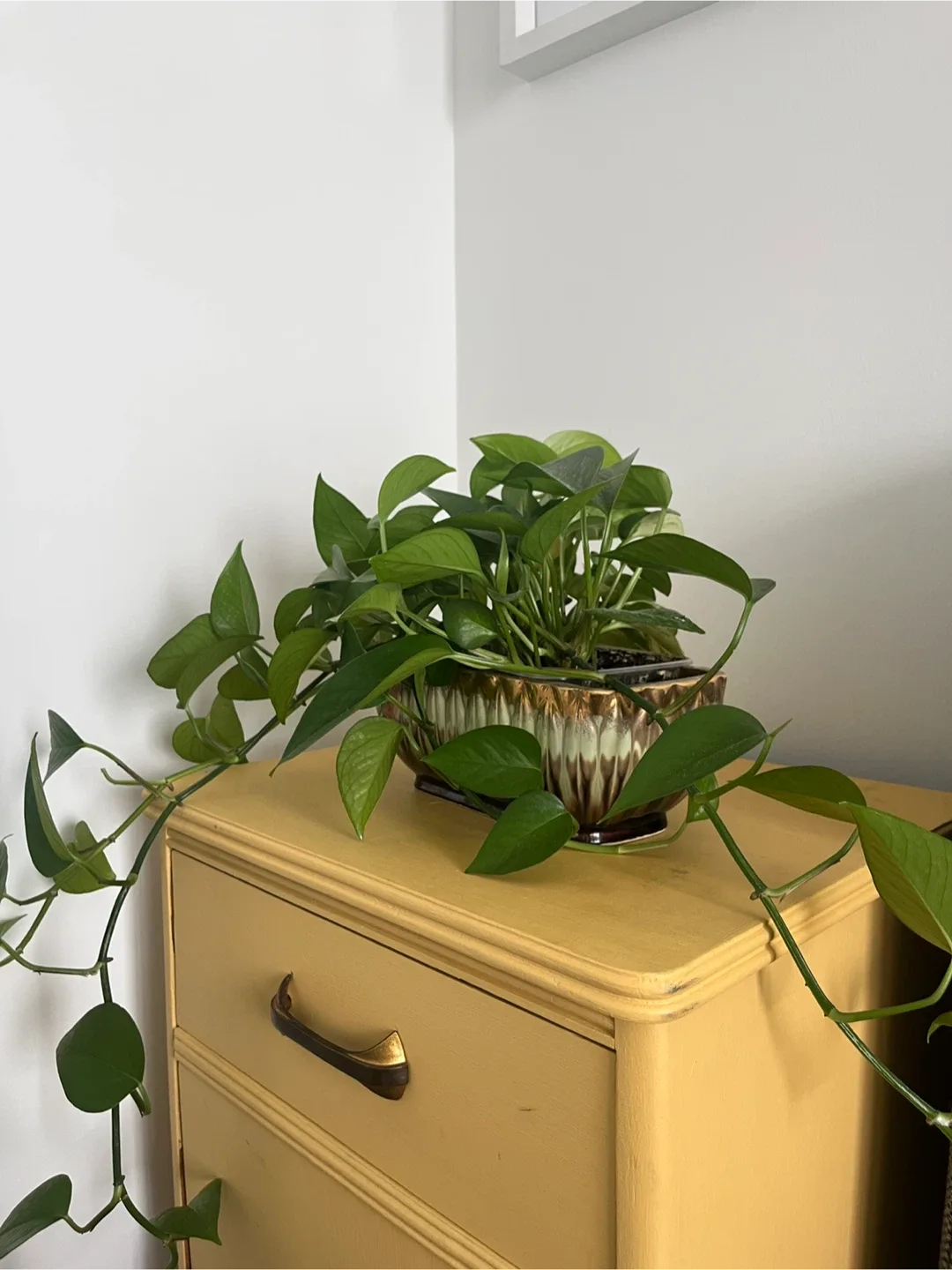 Golden Pothos Plant in Japanese Ceramic image indicator(4)