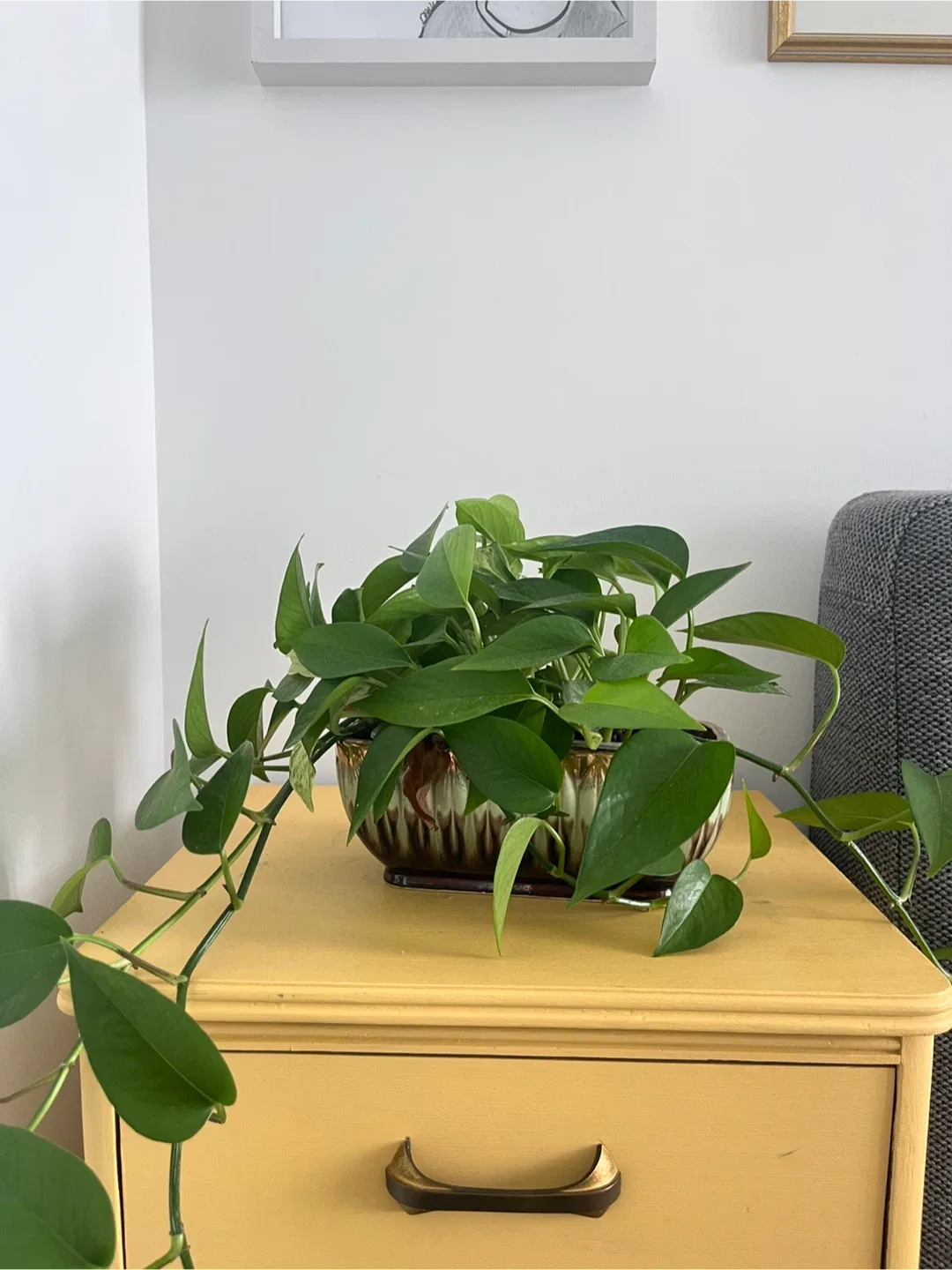 Golden Pothos Plant in Japanese Ceramic thumbnail