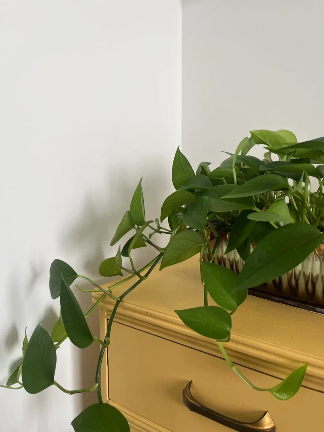 Golden Pothos Plant in Japanese Ceramic image indicator(6)