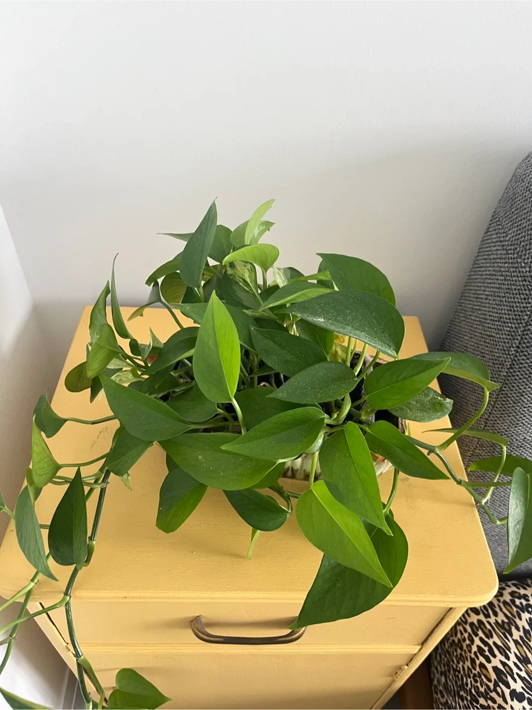 Golden Pothos Plant in Japanese Ceramic image indicator(3)