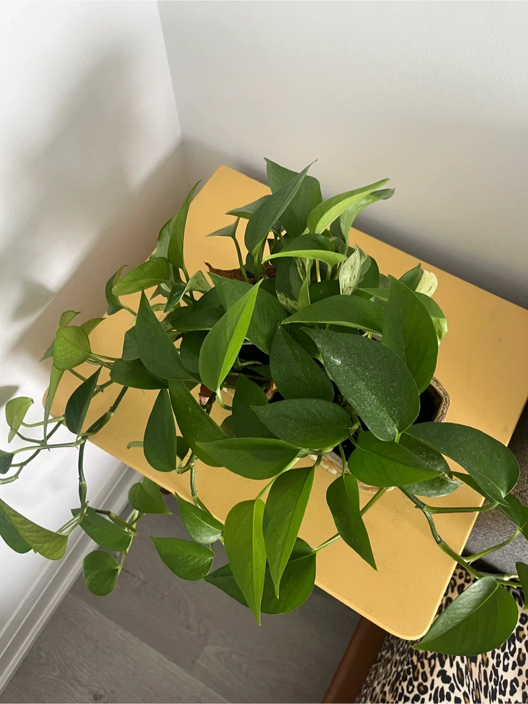 Golden Pothos Plant in Japanese Ceramic image indicator(7)