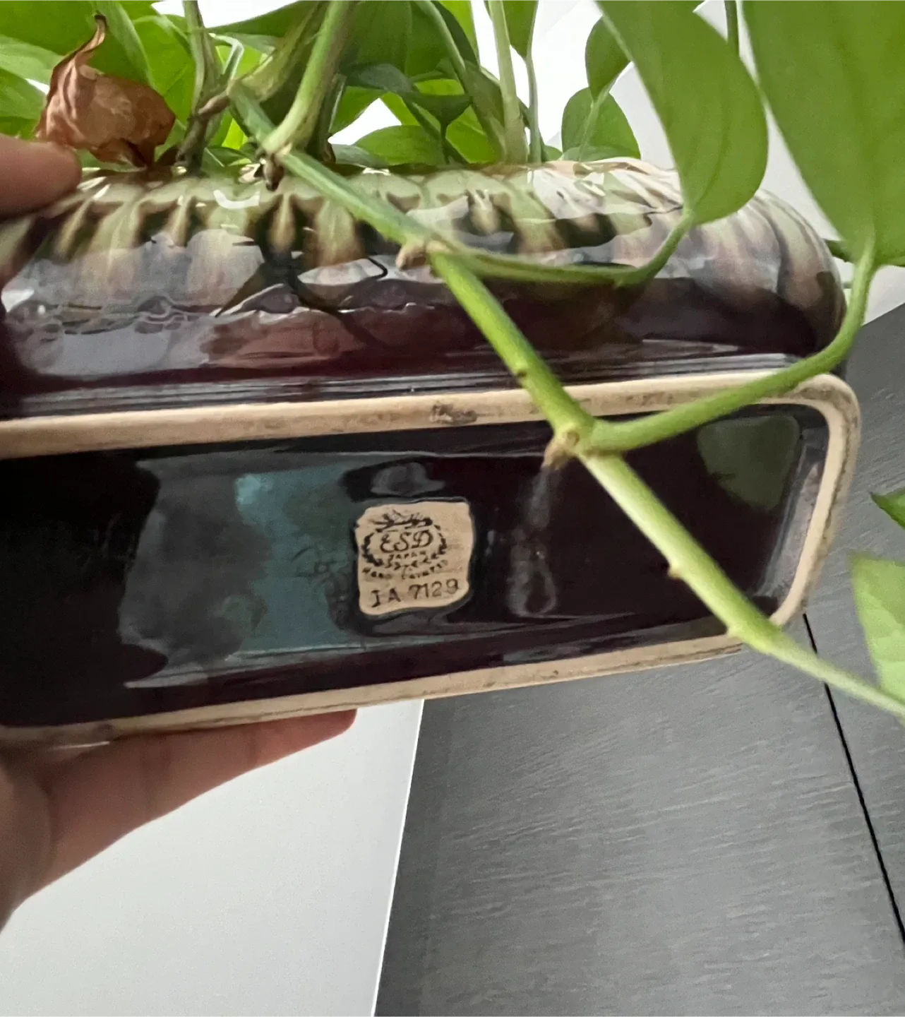 Golden Pothos Plant in Japanese Ceramic image indicator(8)