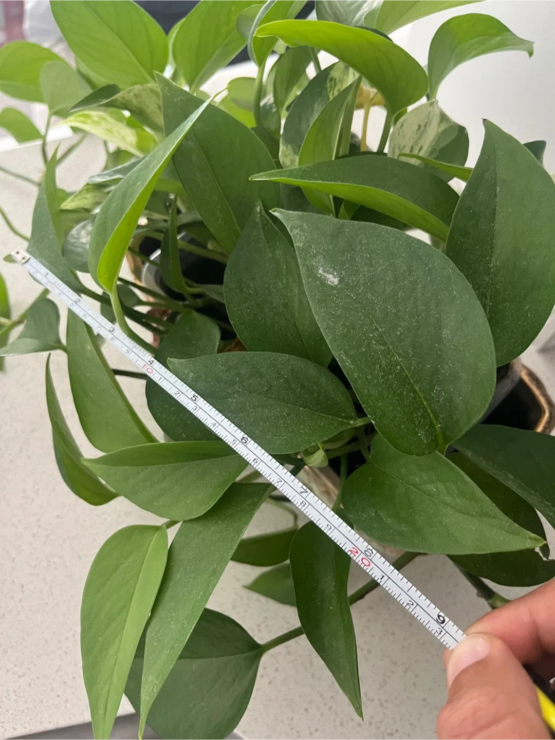 Golden Pothos Plant in Japanese Ceramic image indicator(9)