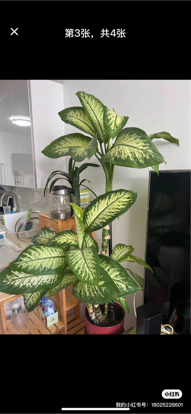 Beautiful and healthy Dieffenbachia Plant