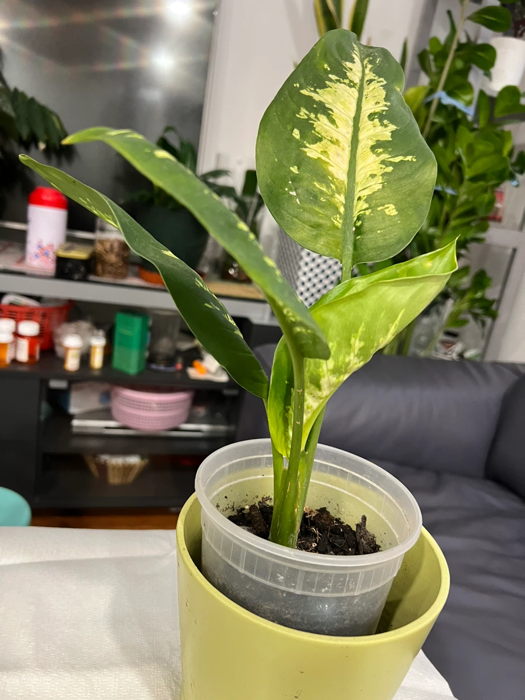 Beautiful and healthy Dieffenbachia Plant - photo 5