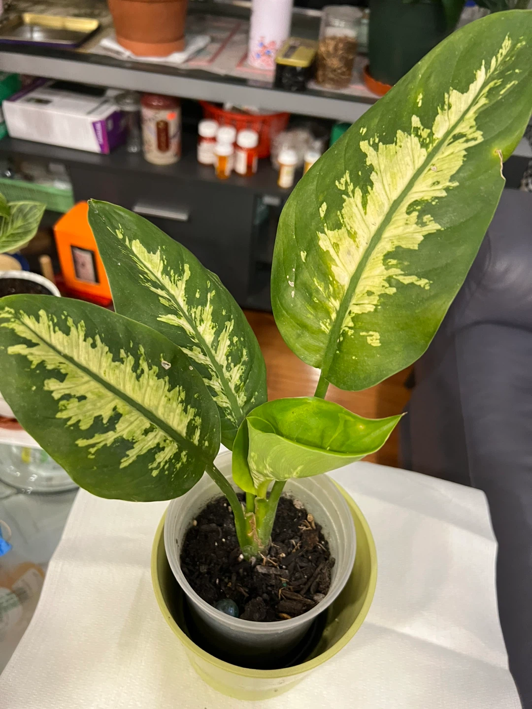 Beautiful and healthy Dieffenbachia Plant - photo 2