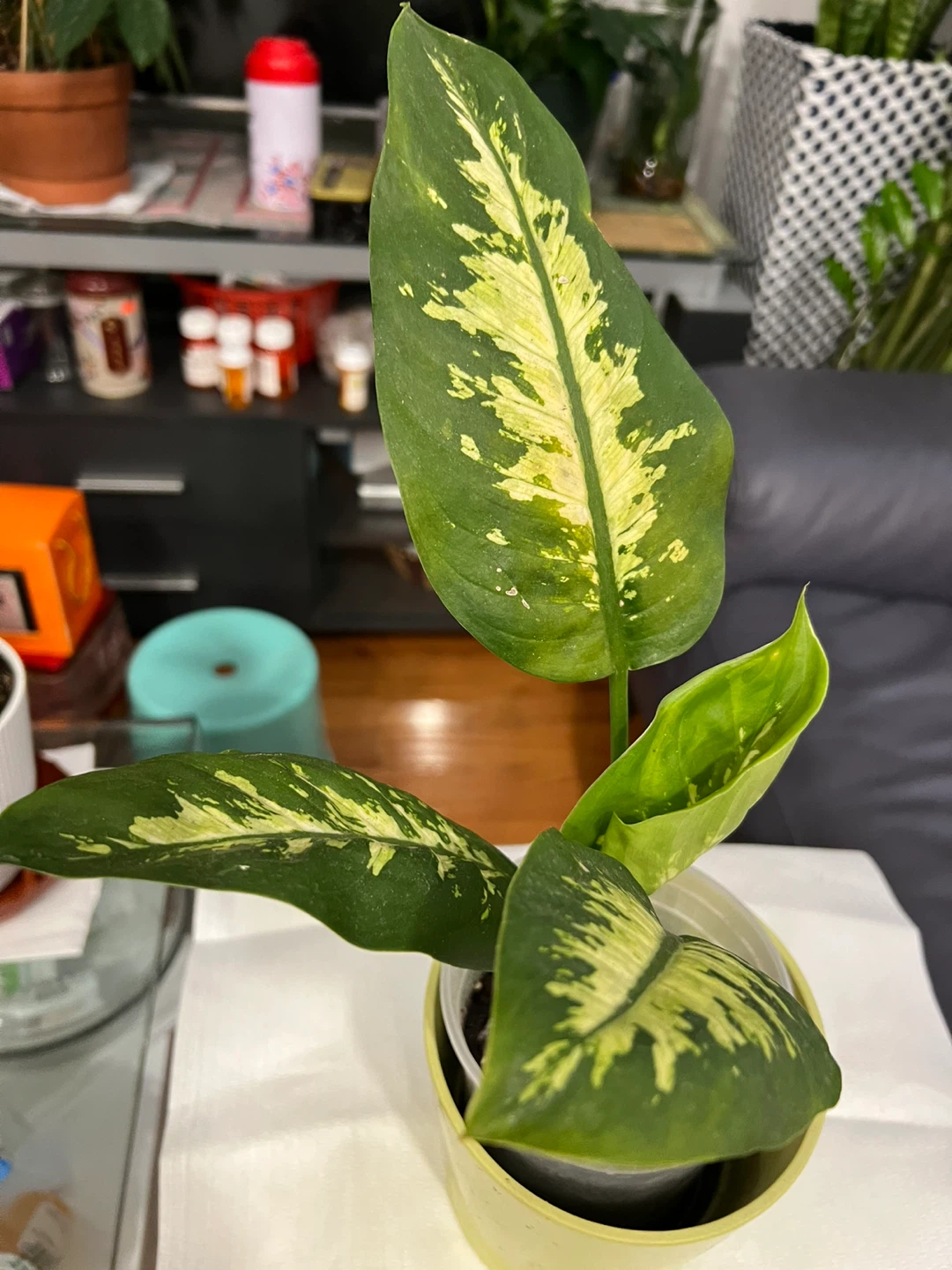 Beautiful and healthy Dieffenbachia Plant - photo 4