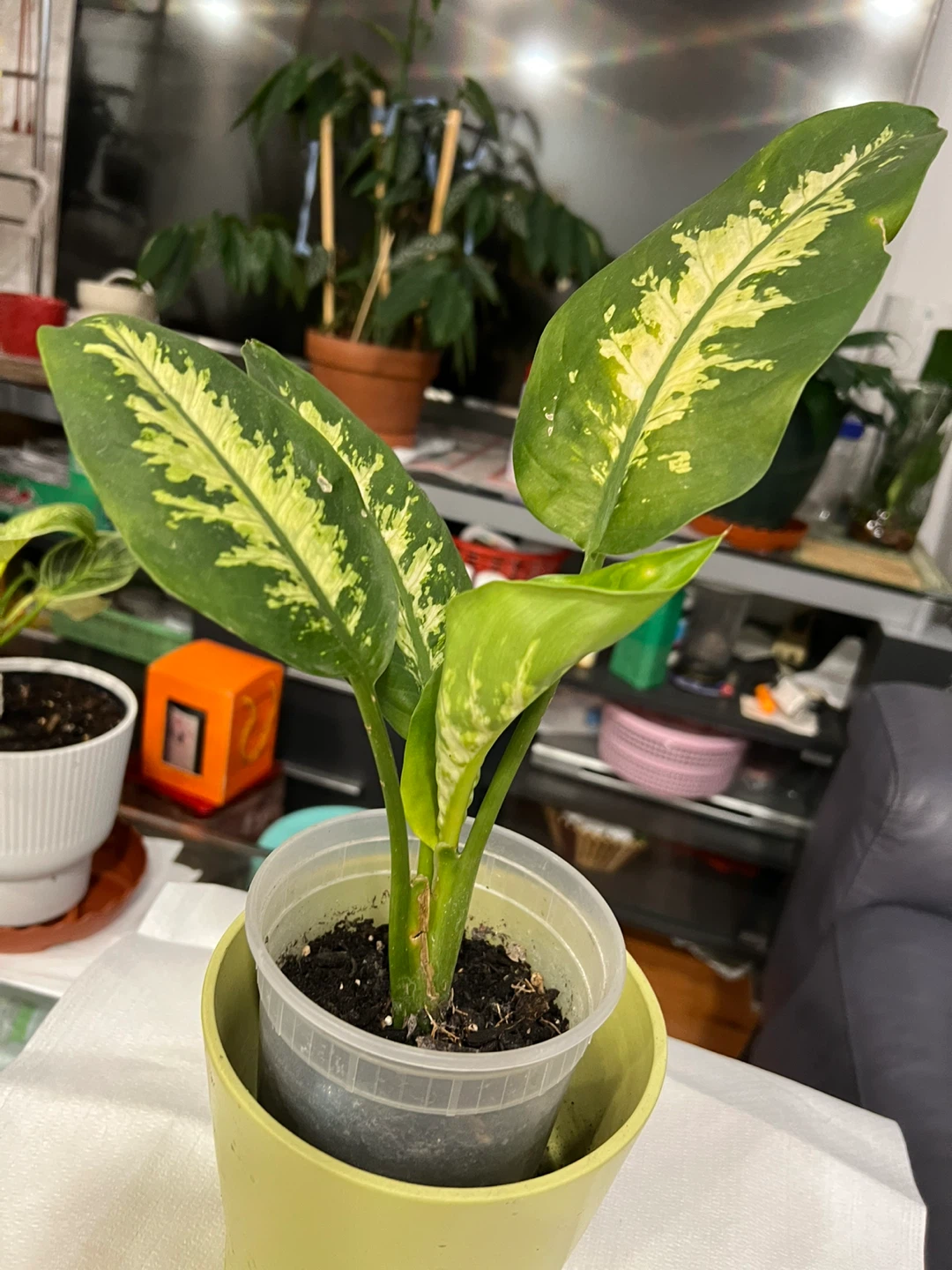 Beautiful and healthy Dieffenbachia Plant - photo 3