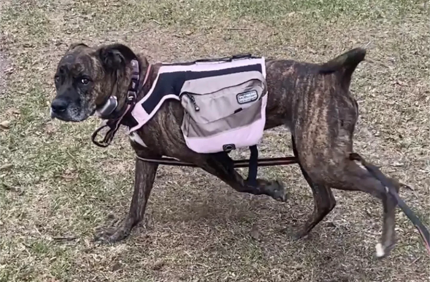 Dog vest (pink) image indicator(5)