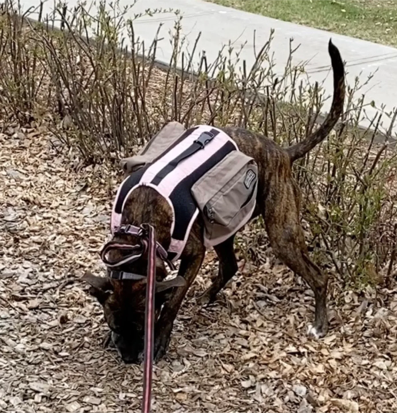 Dog vest (pink) image indicator(4)
