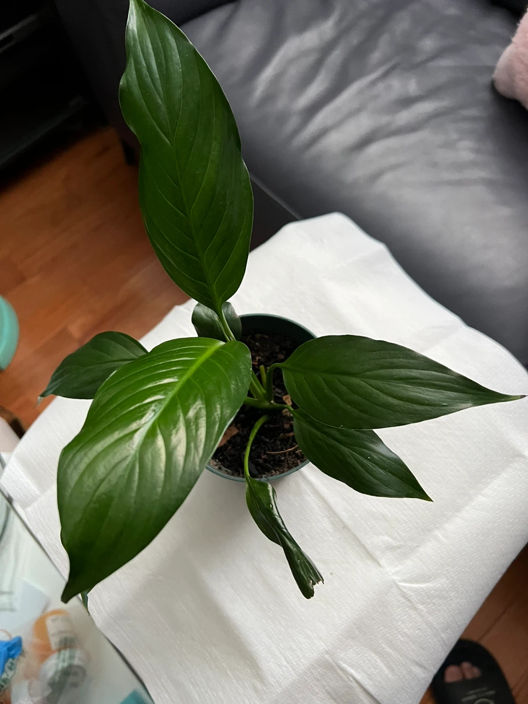 Peace Lily Plant - photo 2