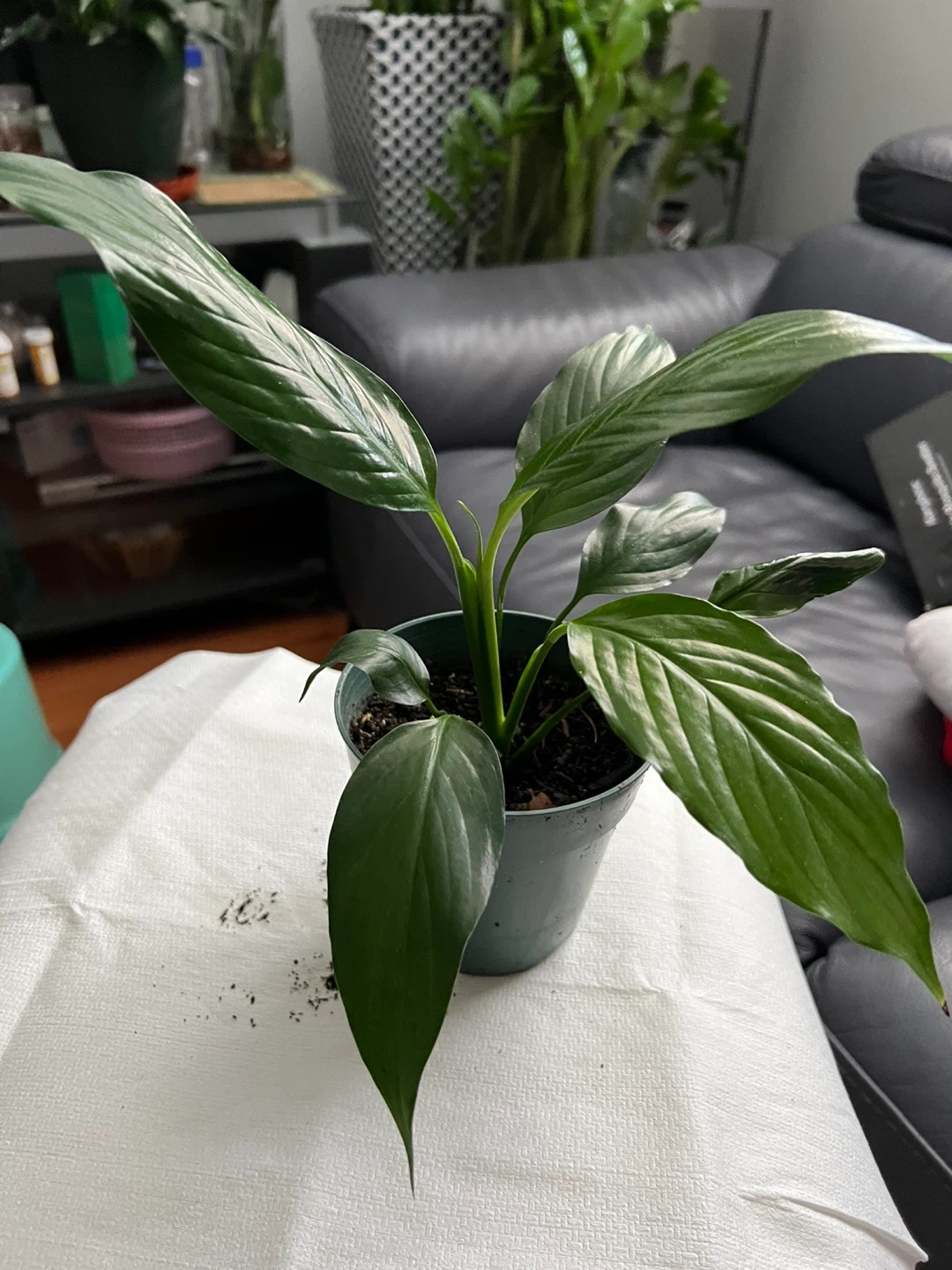 Peace Lily Plant - photo 4