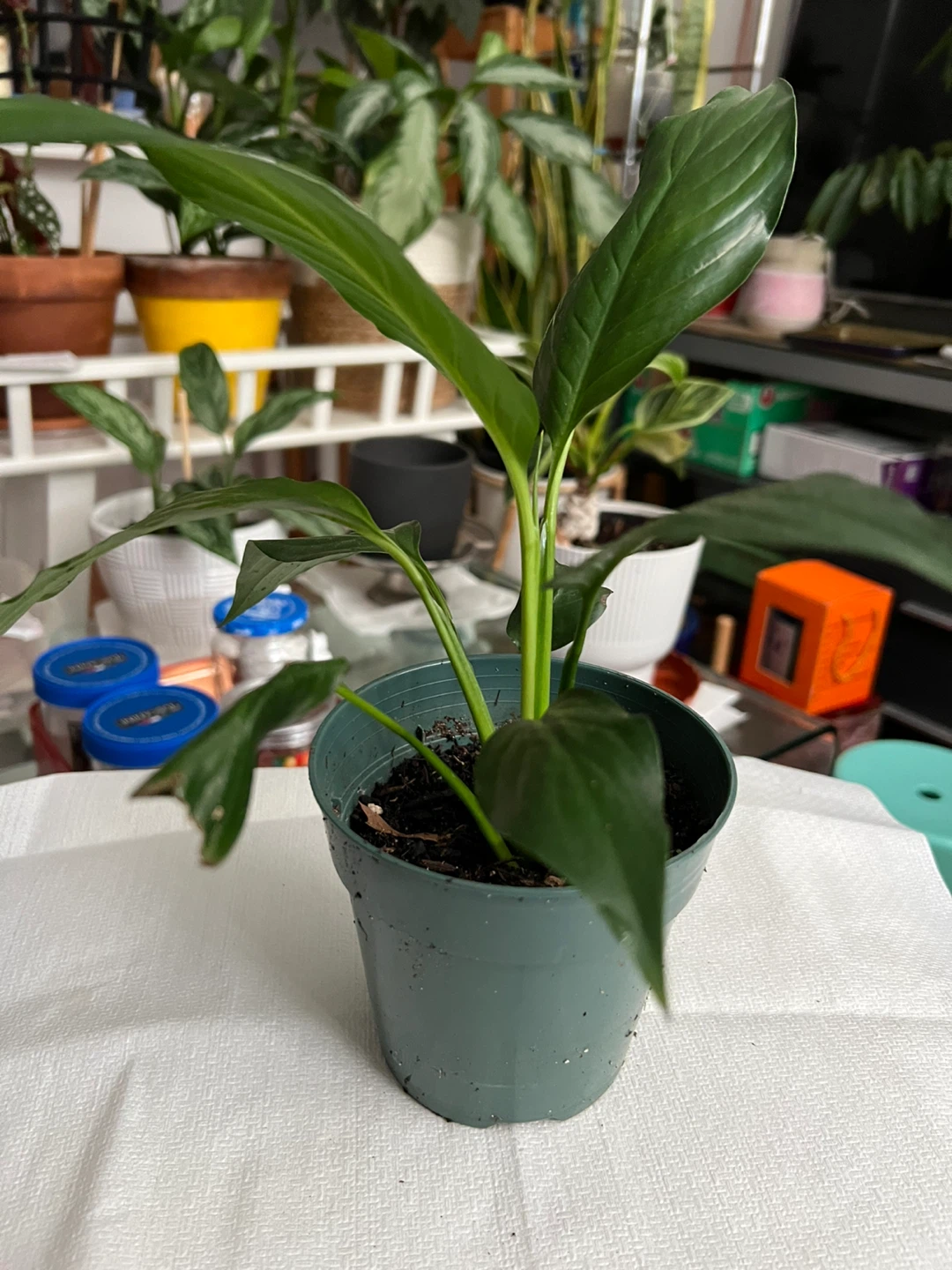 Peace Lily Plant - photo 3