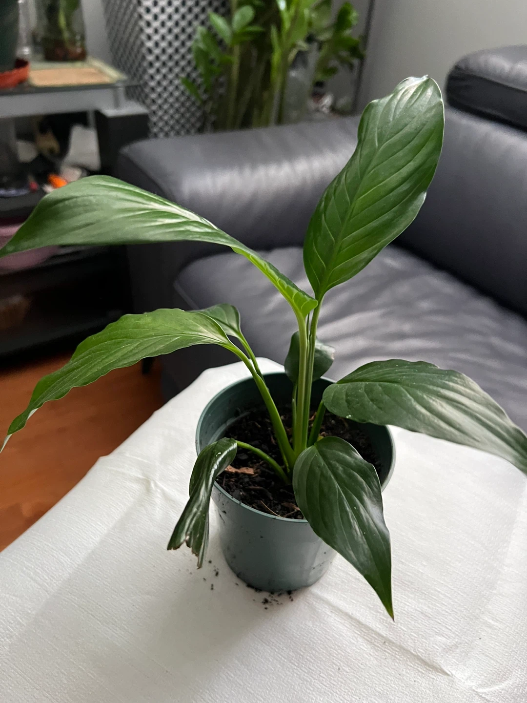 Peace Lily Plant