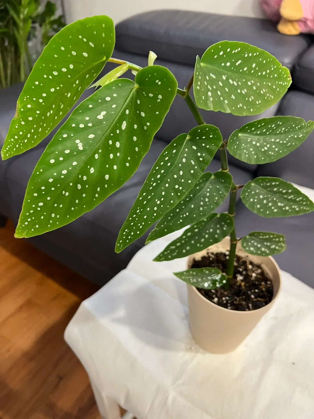 Spotted healthy Begonia Plant image indicator(2)