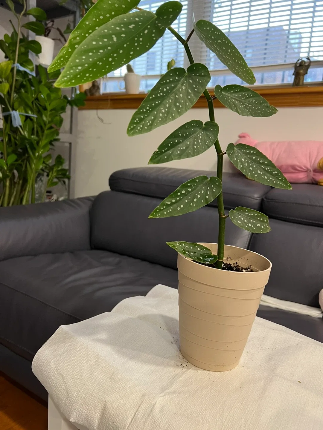 Spotted healthy Begonia Plant image indicator(4)